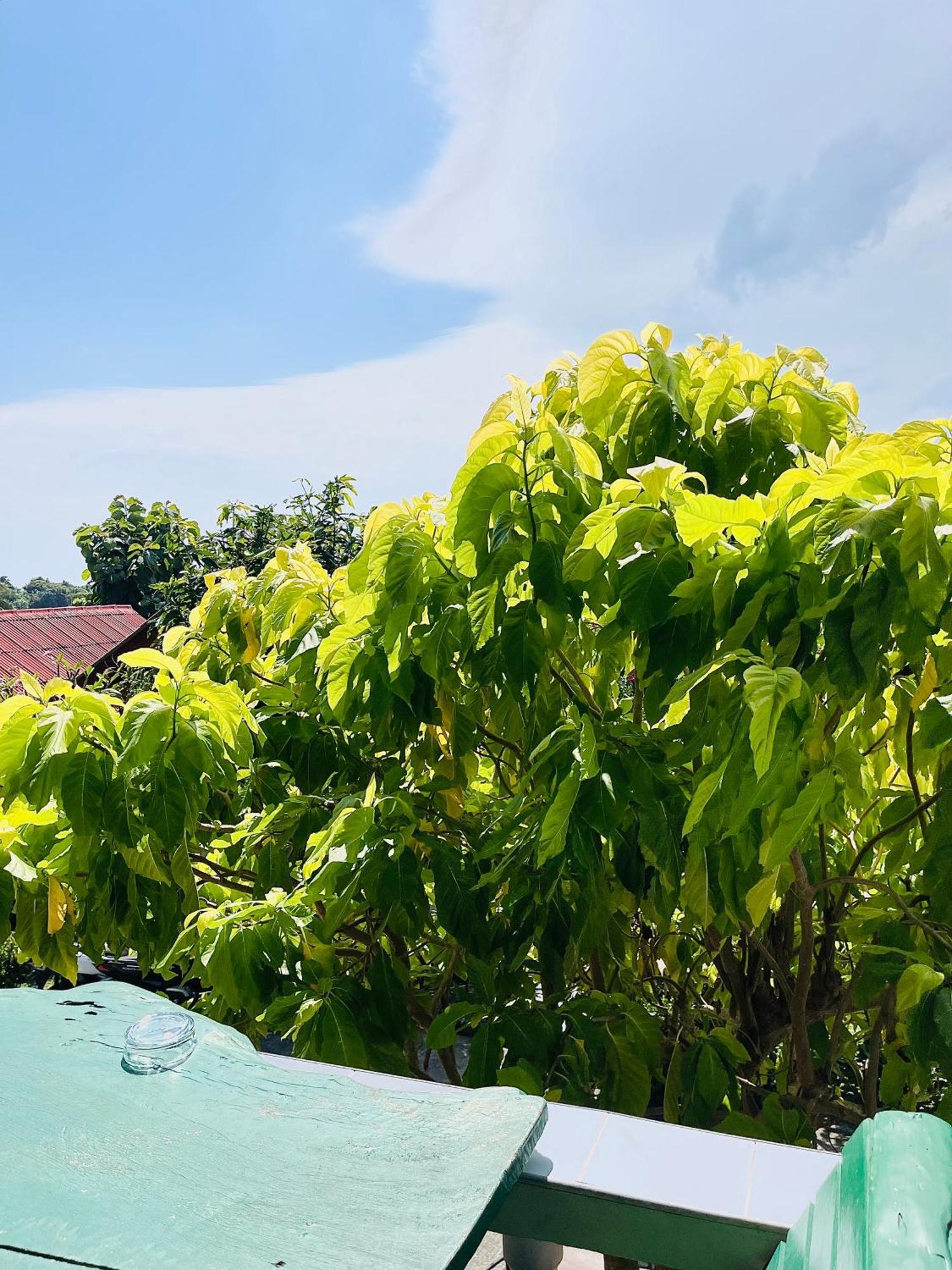 فيلا Tanouy Garden Baan Khai المظهر الخارجي الصورة